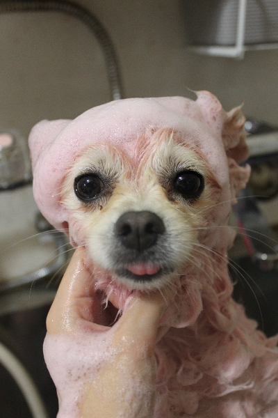 東京都港区のポメラニアンのピンクビーツパック画像