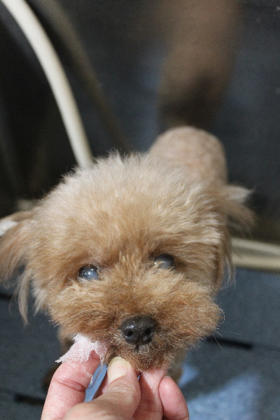 千葉県船橋市のトイプードルの歯磨き画像