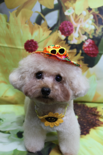 千葉県鎌ケ谷市のトイプードルトリミング画像