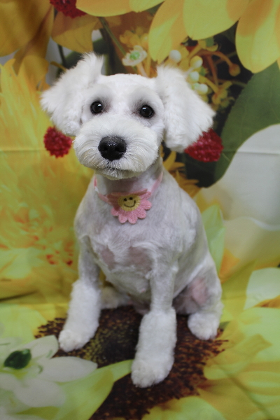 東京都江戸川区のミニチュアシュナウザートリミング画像