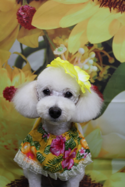 千葉県鎌ヶ谷市のトイプードルのトリミング画像