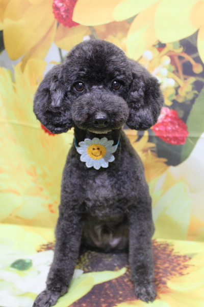 千葉県鎌ヶ谷市のトイプードルのトリミング画像