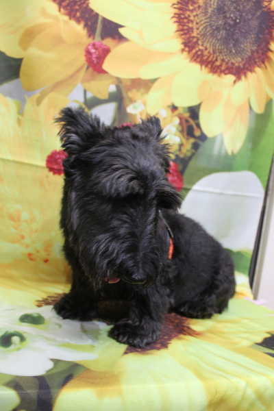 千葉県鎌ケ谷市スコティッシュテリアのトリミング前画像