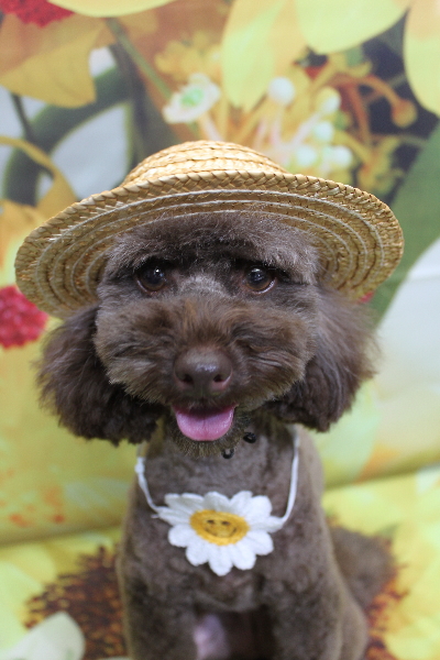 千葉県市川市のトイプードルのトリミング画像