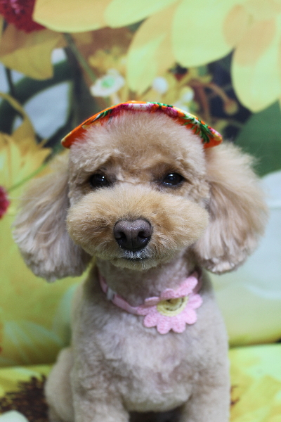 千葉県船橋市のトイプードルのトリミング画像