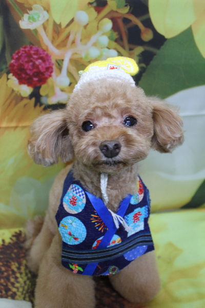 千葉県船橋市のトイプードルのトリミング画像