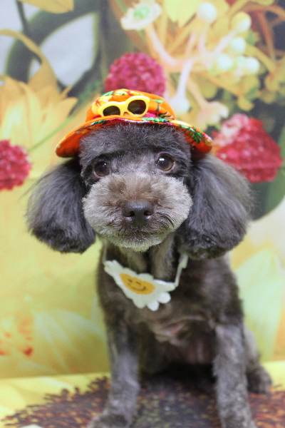 千葉県鎌ケ谷市のトイプードルのトリミング画像