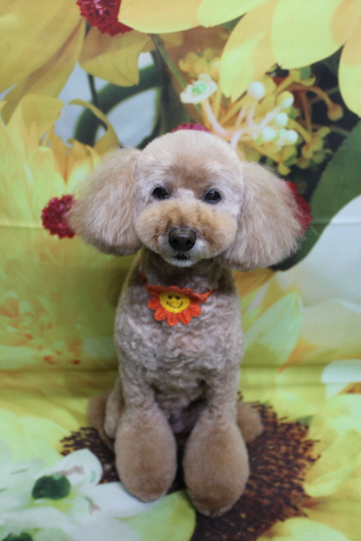 千葉県松戸市のトイプードルのトリミング画像