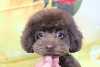 トイプードルブリーダーの子犬、トリミング画像