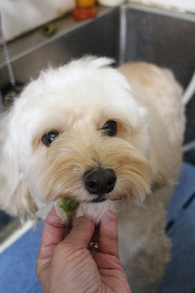 千葉県鎌ヶ谷市のミックス犬の歯磨き画像