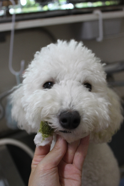 千葉県船橋市のトイプードルの歯磨き画像