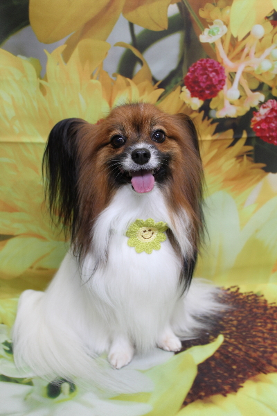 千葉県鎌ヶ谷市のパピヨンのトリミング画像