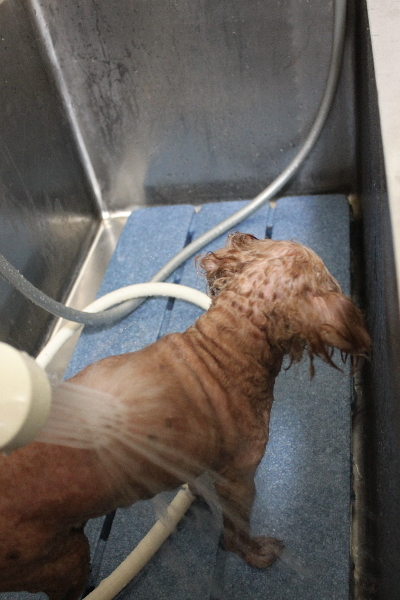 千葉県船橋市のトイプードルのオゾンシャワー画像