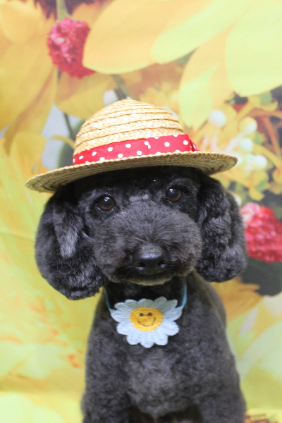 千葉県鎌ヶ谷市のトイプードルのトリミング画像