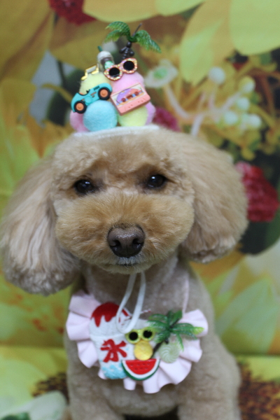 千葉県船橋市のトイプードルのトリミング画像