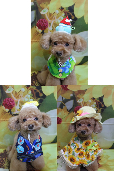 千葉県船橋市のトイプードルのトリミング画像