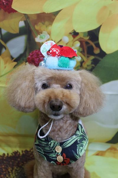 千葉県松戸市のトイプードルのトリミング画像