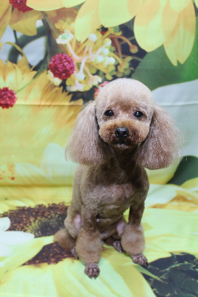 トイプードルブリーダーの成犬、トリミング画像