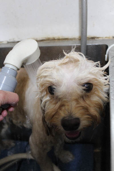 千葉県鎌ヶ谷市のミックス犬のオゾンシャワー画像