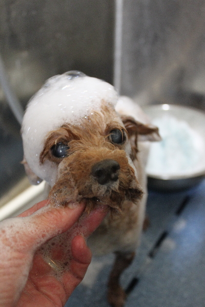 千葉県船橋市のトイプードルのシャンプー画像