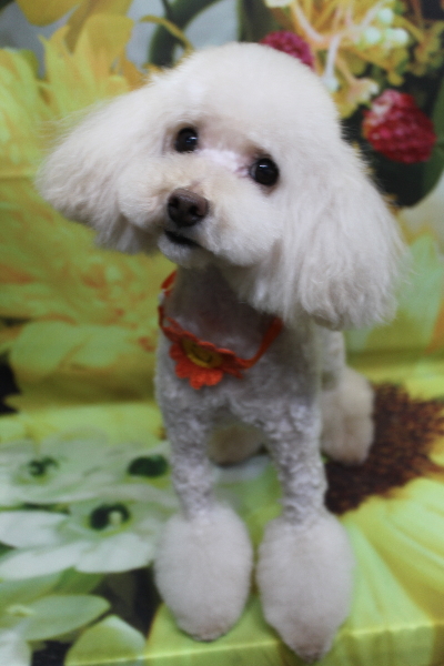 千葉県鎌ケ谷市のトイプードルトリミング画像