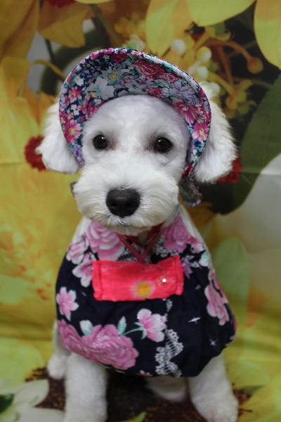 東京都江戸川区のミニチュアシュナウザートリミング画像