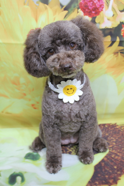 千葉県市川市のトイプードルのトリミング画像