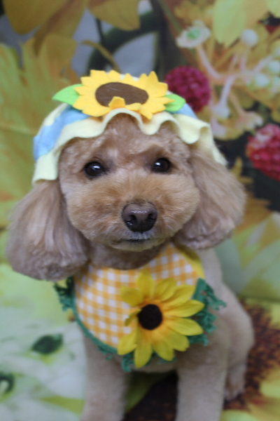 千葉県船橋市のトイプードルのトリミング画像