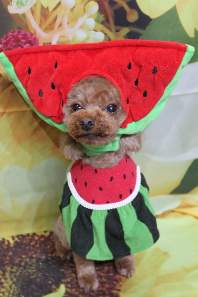 千葉県鎌ケ谷市のトイプードルのトリミング画像