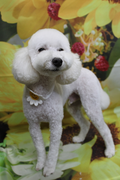 千葉県船橋市のトイプードルのトリミング画像