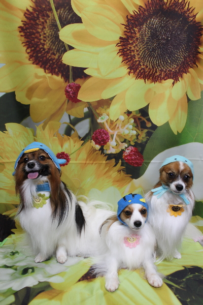 千葉県鎌ヶ谷市のパピヨンのトリミング画像