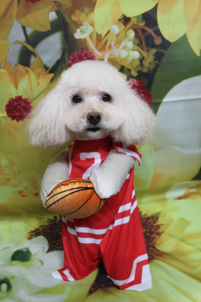 千葉県鎌ケ谷市のトイプードルトリミング画像