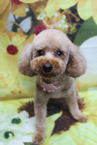 千葉県鎌ヶ谷市のトイプードルのトリミング画像