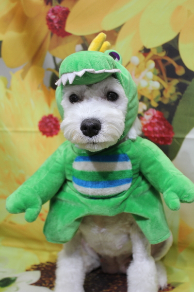 東京都江戸川区のミニチュアシュナウザートリミング画像