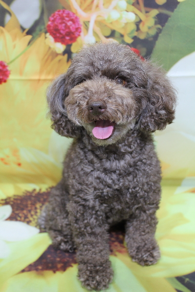 千葉県市川市のトイプードルのトリミング前画像