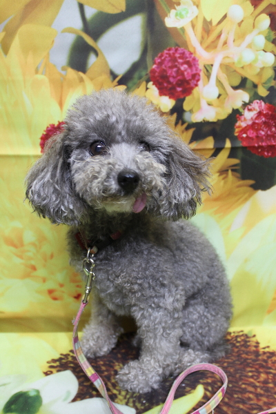 千葉県船橋市のトイプードルのトリミング前画像