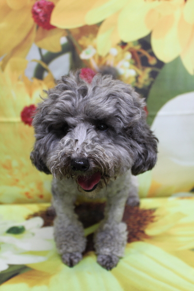 トイプードルブリーダーの成犬、トリミング前画像