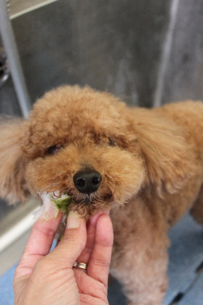 千葉県船橋市のトイプードルの歯磨き画像