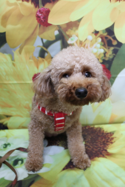 千葉県鎌ヶ谷市のトイプードルのトリミング前画像