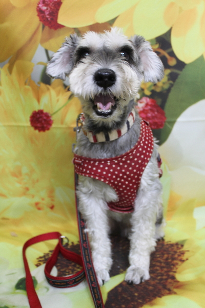 千葉県船橋市のミニチュアシュナウザーのトリミング前画像