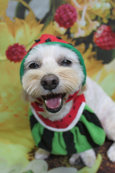 千葉県鎌ケ谷市のミックス犬のトリミング画像