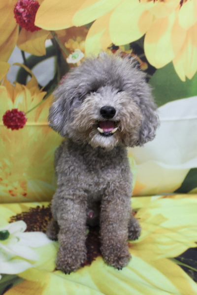 千葉県船橋市のトイプードルのトリミング前画像