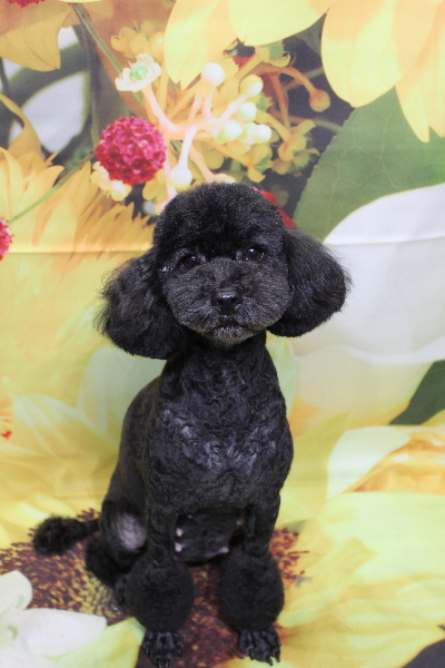 トイプードルブリーダーの成犬、トリミング画像