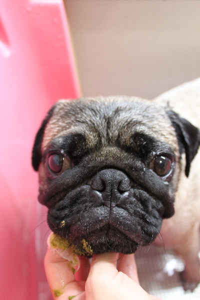 千葉県鎌ケ谷市のパグの歯磨き画像