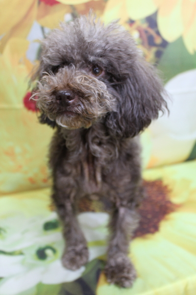 千葉県鎌ケ谷市のトイプードルのトリミング前画像