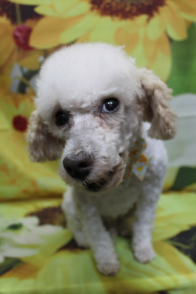 千葉県市川市のトイプードルのトリミング画像