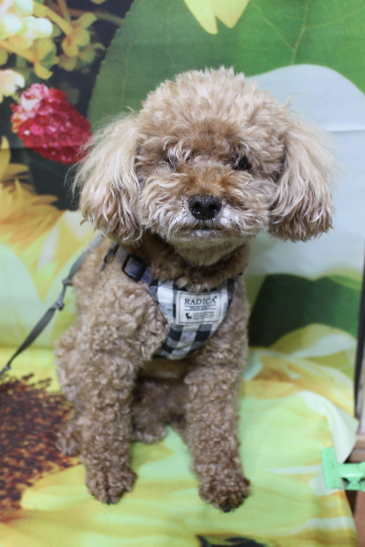 千葉県鎌ヶ谷市のトイプードルのトリミング前画像