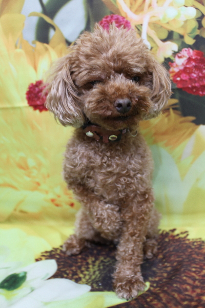 千葉県鎌ケ谷市のトイプードルのトリミング前画像