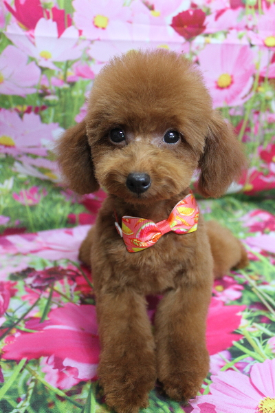 千葉県八千代市のトイプードルのトリミング画像