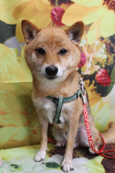 千葉県船橋市の豆柴のトリミング前画像